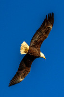 Mature American Bald Eagle