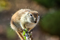 Round-Tailed Ground Squirrel